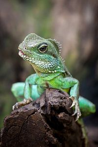 Groene hagedis