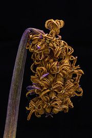 Expirez sur Jan Hoekstra