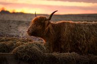 Hoogland vee van Andre Michaelis thumbnail
