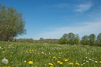 Weiland met paardenbloemen en madeliefjes