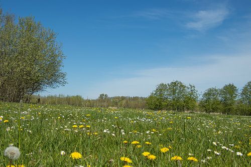 Feld mit Löwenzahn und Gänseblümchen.