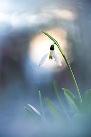 Snowdrop in the light by Willem Louman
