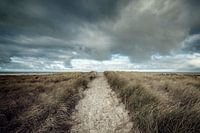 Dunes of Texel