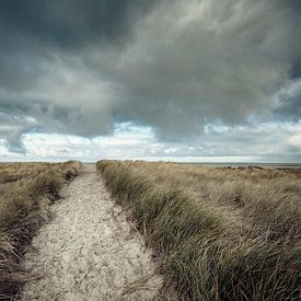 Dunes of Texel