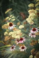 Ein natürlicher Echinacea-Strauß in sanften Farben