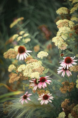 Een natuurlijk Echinacea boeket in zachte kleuren