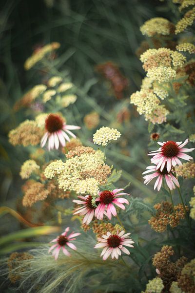 Un bouquet naturel d'échinacée aux couleurs douces par Lily Ploeg