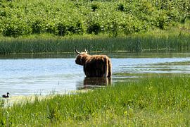 Scottish Highlanders by Maaike Krimpenfort
