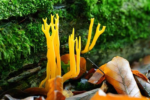 Coral mushroom