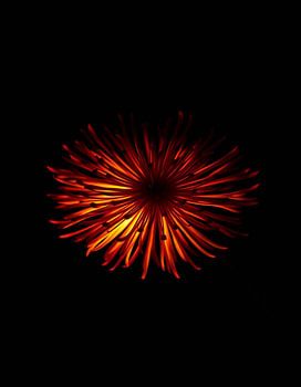 „Ember Allium XIV“
