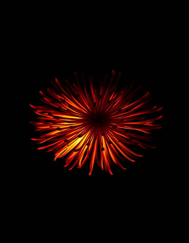 „Ember Allium XIV“