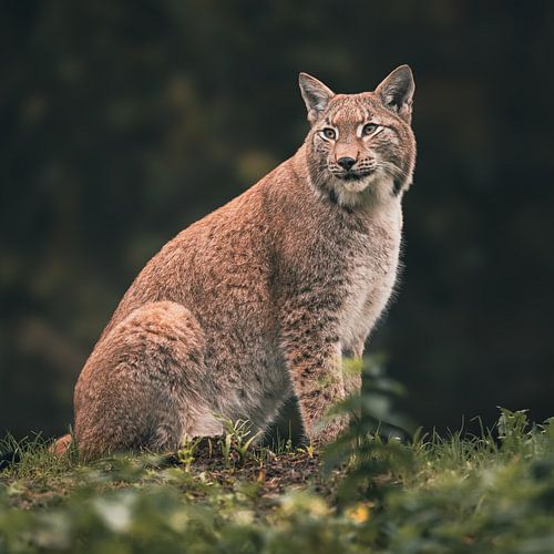 le lynx
