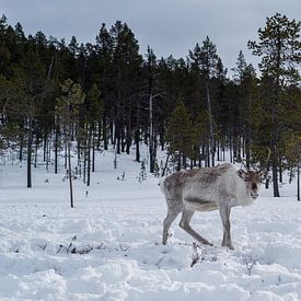 Rentiere in verschneiten finnischen Wäldern.1 von Timo Bergenhenegouwen