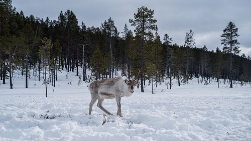 Rentiere in verschneiten finnischen Wäldern.1 von Timo Bergenhenegouwen