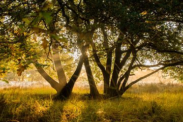 Cold autumn morning 2 van Ivonka Dopieralski