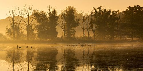 Beautiful rustic water in Mastbos