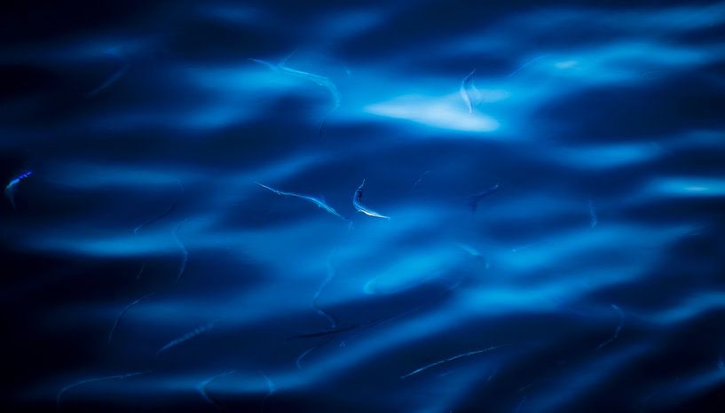 Hornbills in the Atlantic by Patrick Schwarzbach