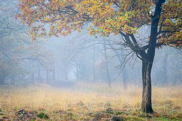 Fairytale forest in mist in golden autumn colours by Jan van der Vlies