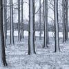 Sneeuw aan de bomen van Moetwil en van Dijk - Fotografie