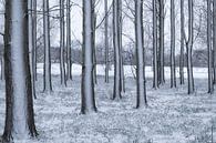 Sneeuw aan de bomen van Moetwil en van Dijk - Fotografie thumbnail