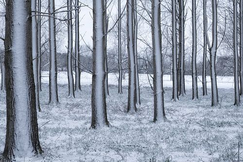 Sneeuw aan de bomen