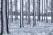 Sneeuw aan de bomen van Moetwil en van Dijk - Fotografie