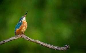 ijsvogel