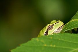 Enjoy by Geert Perdaens