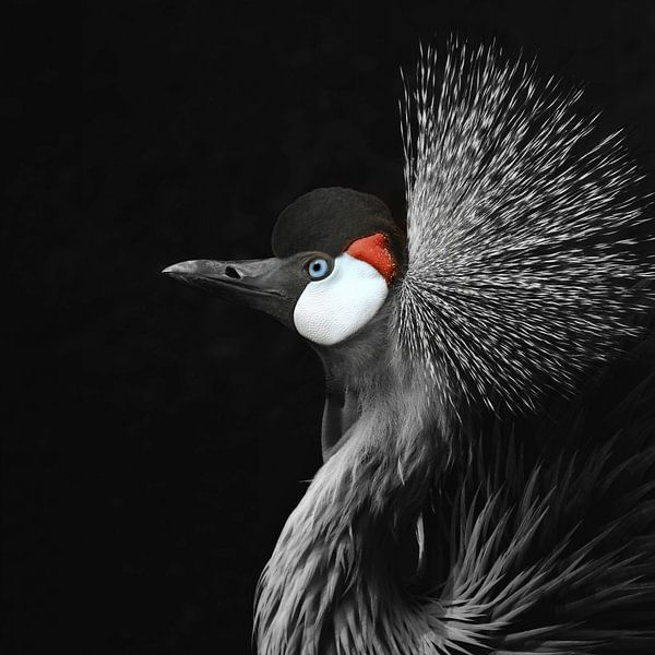 Black Crowned Crane by Monika Strigel