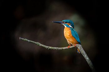 Kingfisher enjoying life