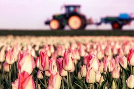 Champ de tulipes à Flevopolder avec tracteur