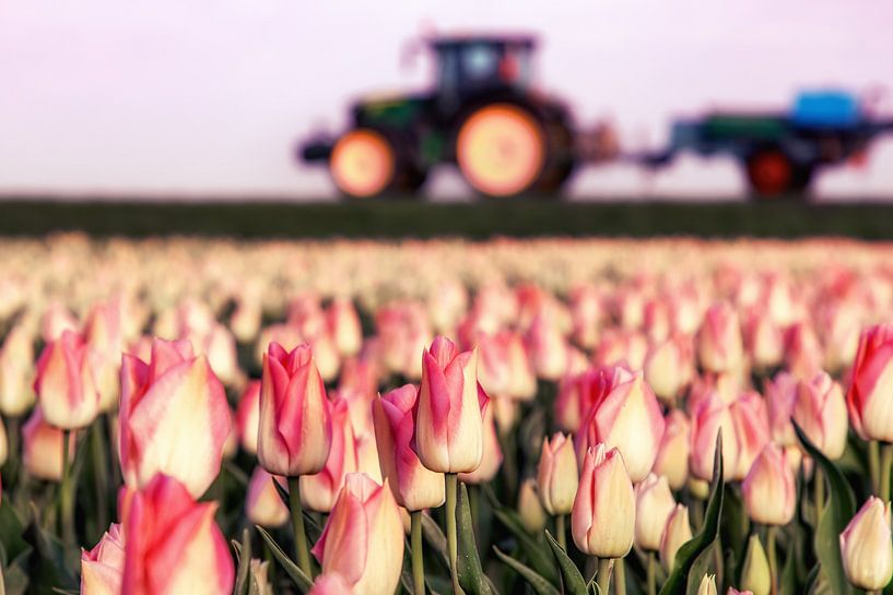Tulip field in Flevopolder with tractor by Marco Rutten