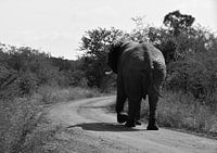 Weglopende Zuid-Afrikaanse olifant