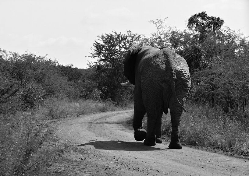 Weglopende Zuid-Afrikaanse olifant par Mylène Amoureus