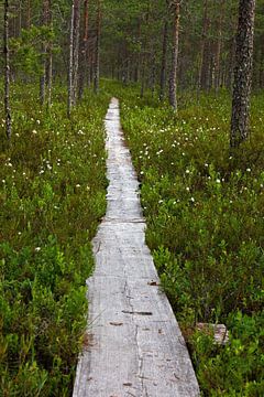 Holzweg in Finnland von Anja B. Schäfer