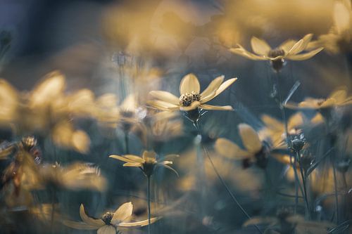 soft summer flowers