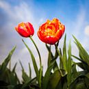 Nederlandse Tulpen van Ronald Huiberse thumbnail