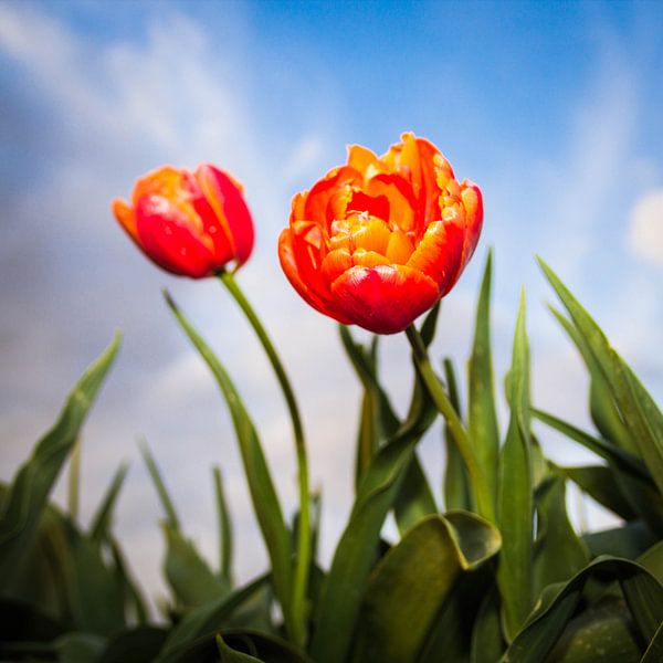 Nederlandse Tulpen van Ronald Huiberse