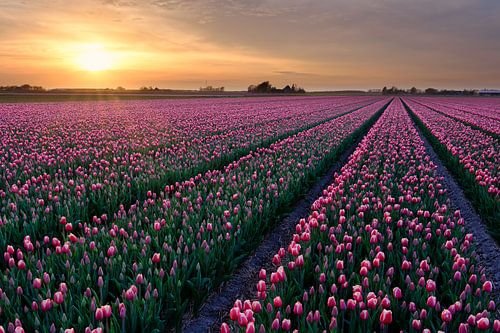 rote Tulpen in einem Zwiebelfeld im Frühling