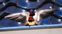 Swallow: spring, the breeding season of the barn swallow - Netherlands by Be More Outdoor thumbnail