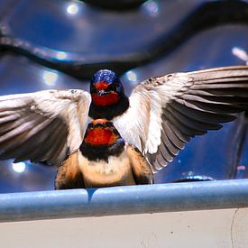Swallow: spring, the breeding season of the barn swallow - Netherlands by Be More Outdoor