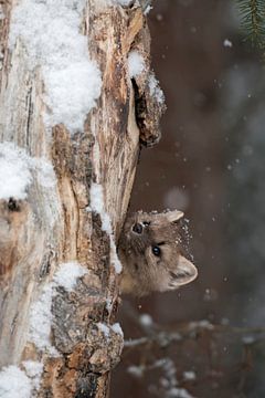 Pine Marten / Spruce Marten ( Martes americana ) kijkt nieuwsgierig uit zijn hol in een oude boom, w van wunderbare Erde