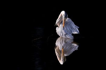 A grey heron on the water.