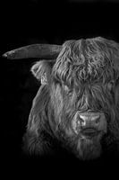 Portret van een schotse hooglander in zwart wit