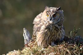 Long-eared owl stares ahead by Petra Vastenburg