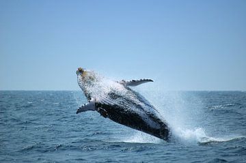 Une baleine à bosse sauter sur Benny Van Bockel