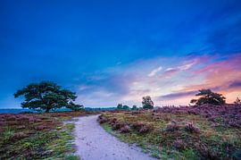 Flowering heather on the rendering cliffs by Michel Knikker