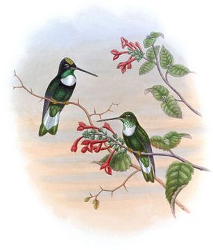 Tschudi's Inca, John Gould van Hummingbirds
