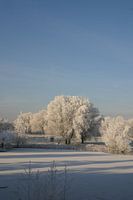 white trees