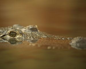 Krokodil mit Blick über das Wasser in schwarz-weiß von Patrick van Bakkum